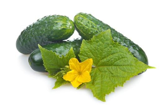 Green cucumber vegetable with leafs and flowers isolated