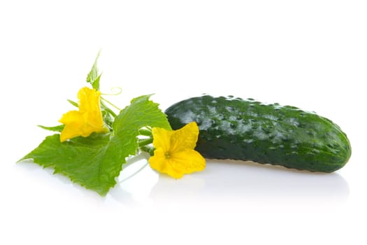 Green cucumber vegetable with leafs and flowers isolated