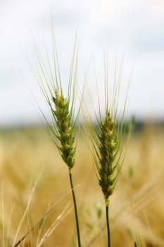 Roggen - rye macro over wheat field