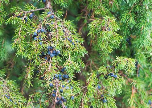 Juniper berries on the branches in the morning light
