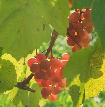 Two bunches of red grapes in the morning light