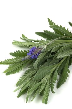 Lavender herb for aromatherapy