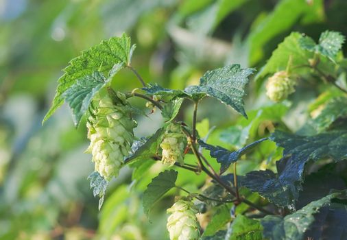 Hop cones in the rays of the dawn sun