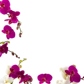 Fresh orchid border