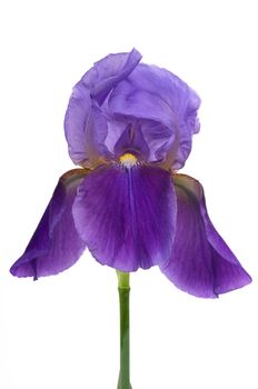 Beautiful iris flower