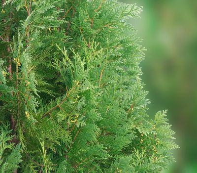 Arborvitae branches in the garden early in the morning