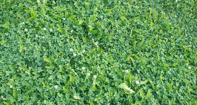 Background of the summer meadow grass