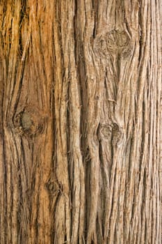 Background of the surface of the bark of a tree