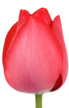 Beautiful tulip