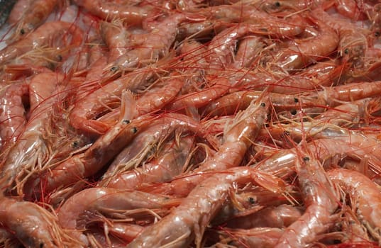 Shrimps on the counter of the fish market