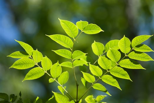 Beautiful green leaves make pattern background