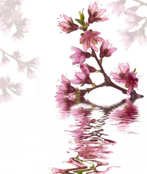 Peach blossoms and water reflection