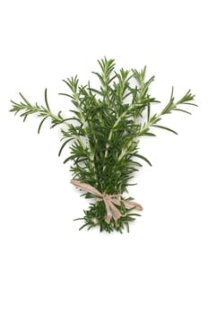 Rosemary herb from my garden