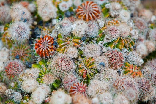 Exotic plants. Close-up of a prickly cactus