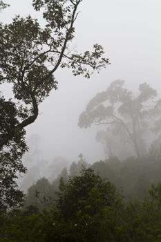 Trees in thick fog on a mountainside road in the morning