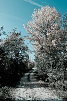 rural landscape of the Veneto in Italy