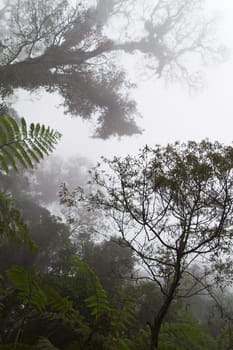 Raintree by the mountain side engulfed in the thick fog