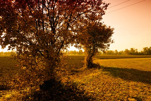 rural landscape of the Veneto in Italy