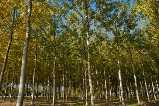 rows of trees of the Venetian countryside