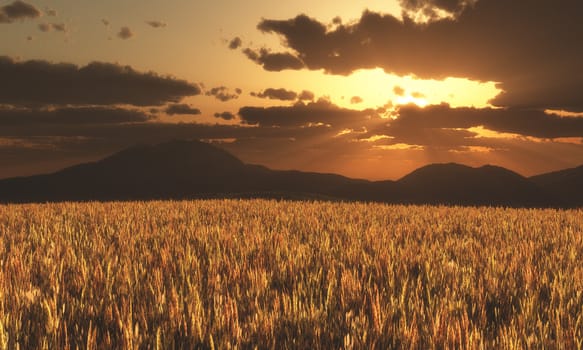 Sunset with cloudy sky over a field of ripe corn and mountains in the background