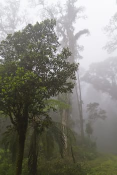 View of a foggy forest by the mountain side in the morning