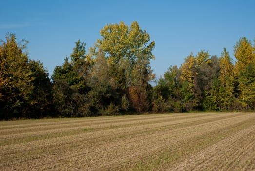 rows of trees of the Venetian countryside