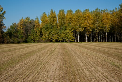 rows of trees of the Venetian countryside