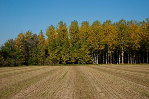 rows of trees of the Venetian countryside