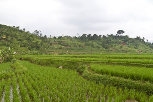 Young paddy plants in rows and terrace of hillside paddy field in Bandung, West Jawa