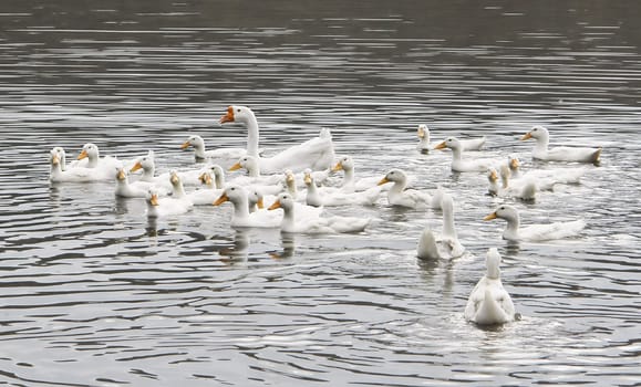 friendly family of the geese on lake in warm year evening