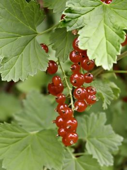 hand of the aromatic red currant during season of the maturation