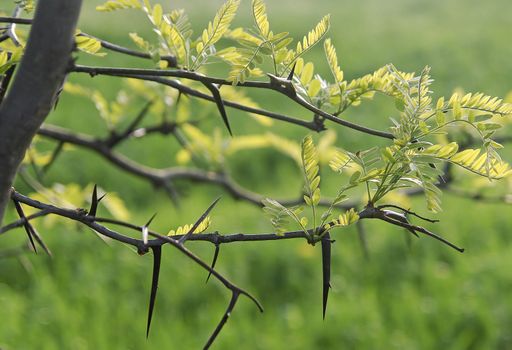 greater thorns to wild acacia during  dismissing sheet