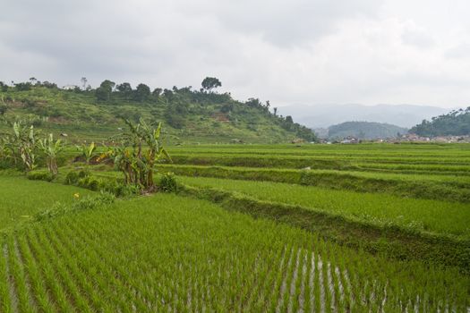 view of paddy field terrace with banana plants and hill in Bandung, West Jawa