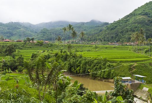 view of paddy field terrace by the mountain side in Bandung, West Jawa