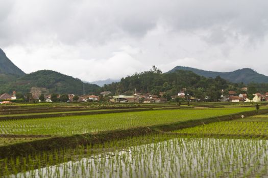 Young paddy in rows in paddy field terrace of Bandung, Jawa