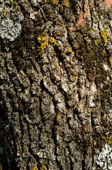 Texture - a bark of an old oak -