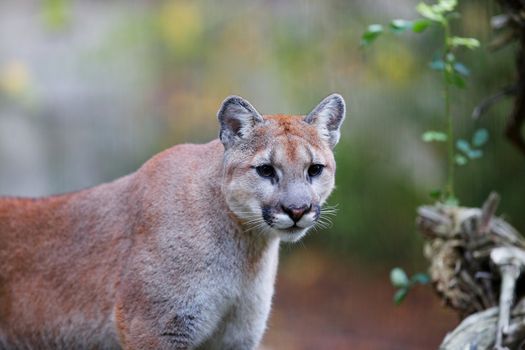 Prowling Mountain Lion or Cougar with soft focus backgroud