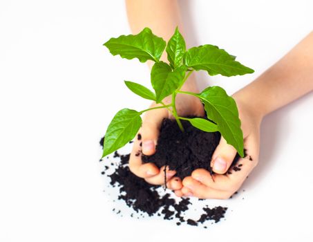 Small plant cupped in child's hands