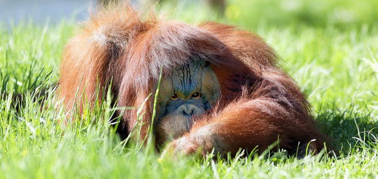 oran utan lying in the green grass