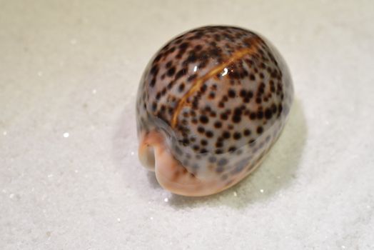 A sea shell on a light sand background