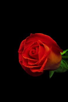 Beautiful red rose on a dark background