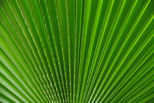 abstract background from the brightly green leaf of palm