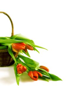 Beautiful red tulips and old basket isolated on a white background
