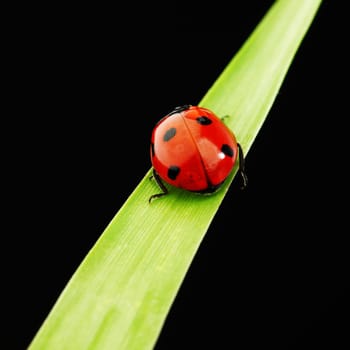 ladybug on grass isolated black background