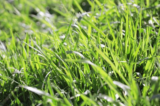 background consisting of juicy green grass on the field