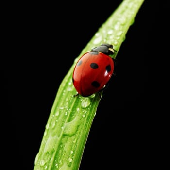 ladybug on grass isolated black background