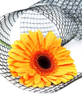 Bright orange flower on a white background