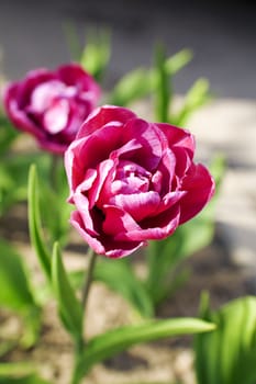 field with bright roses on a environmental background