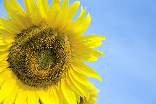 Ripe bright sunflowers growing on a farmer field in the late summer