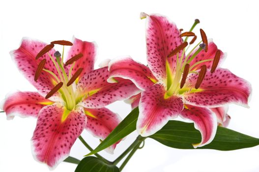 Lily flowers